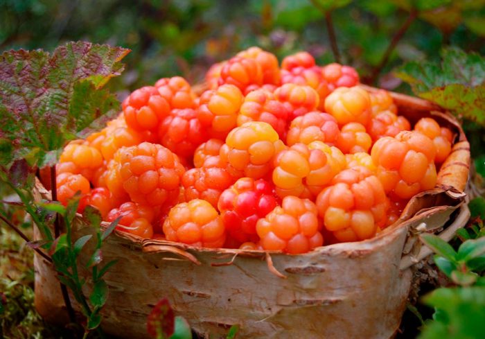 Collection and storage of cloudberries
