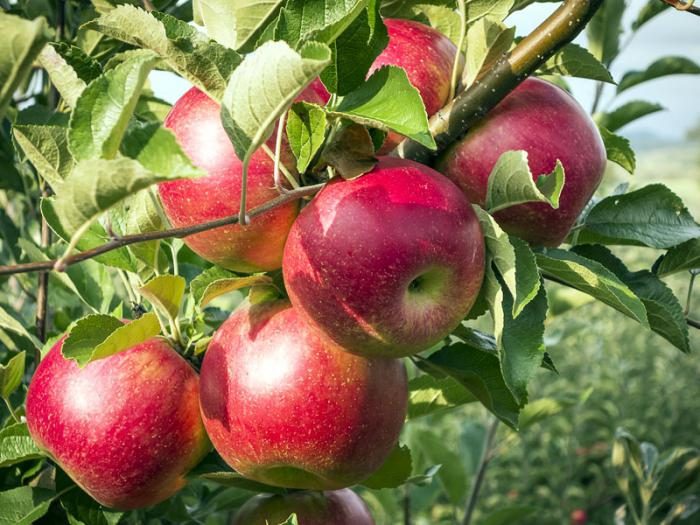 Патуљасте јабуке за московску регију