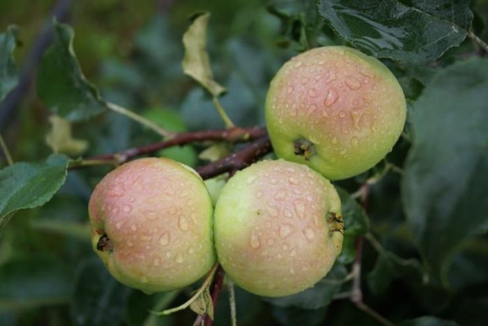 Νάνοι μηλιές για τα Ουράλια