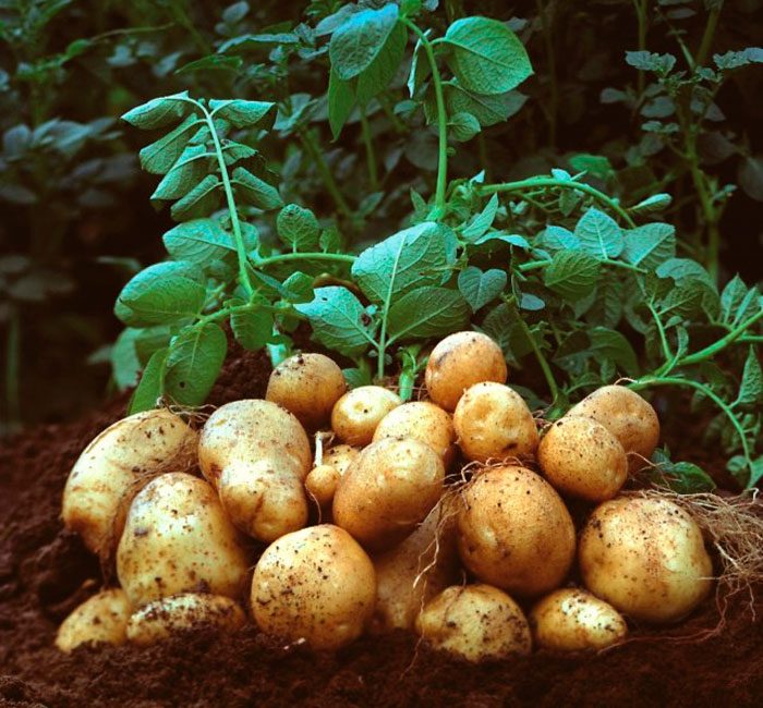 Kartofler