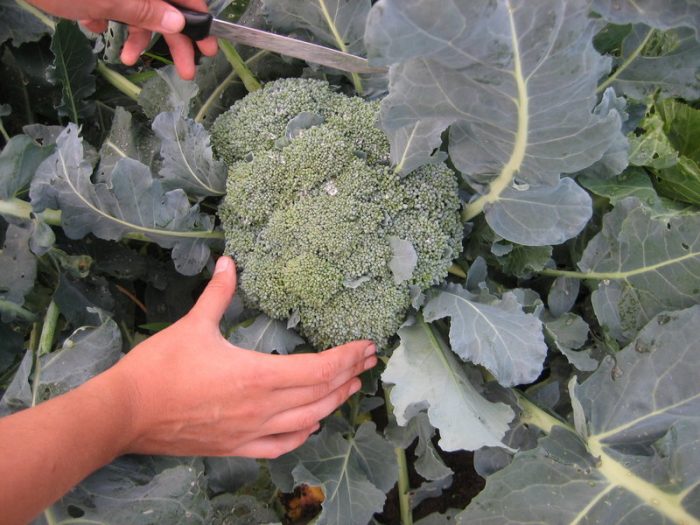 Moskova bölgesinde büyüyen brokoli