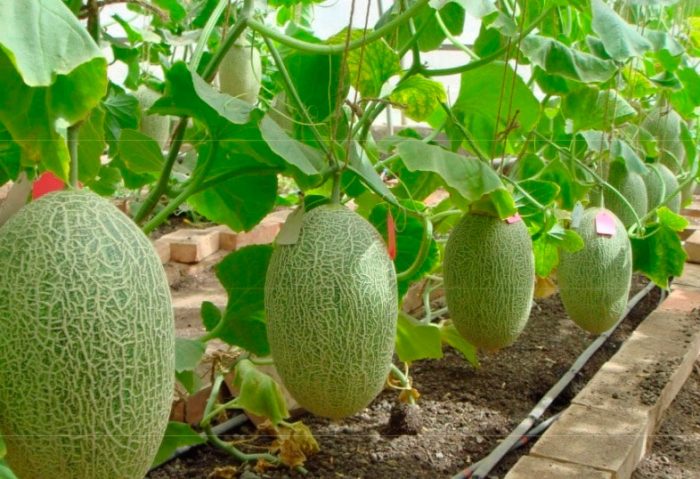 Wachsende Melone in einem Gewächshaus