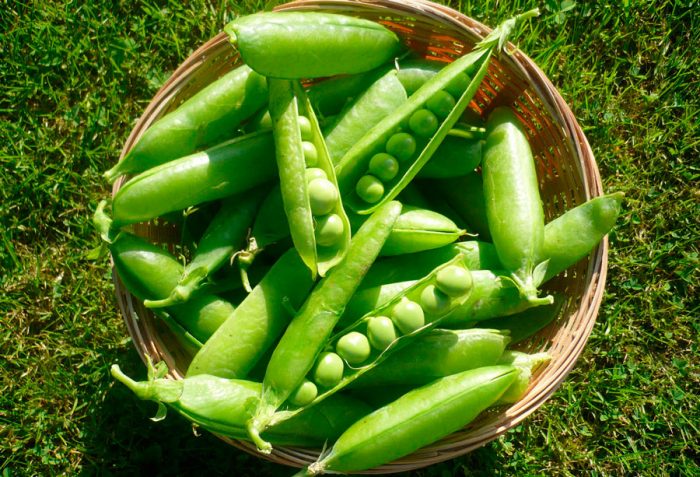 Peas harvesting and storage