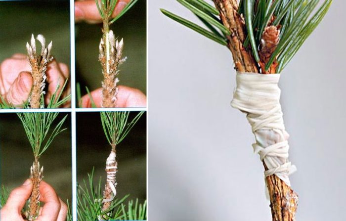 Reproducción de pino por injerto