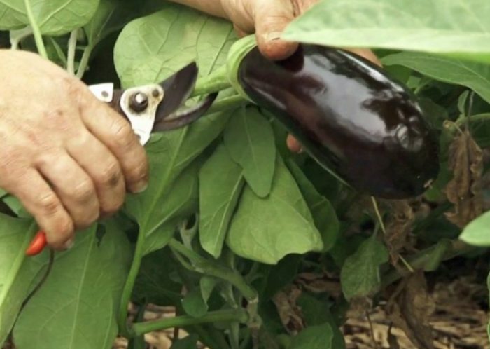 Indsamling og opbevaring af auberginer