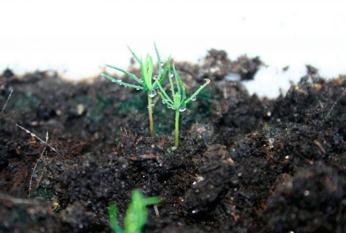 Growing spruce from seeds