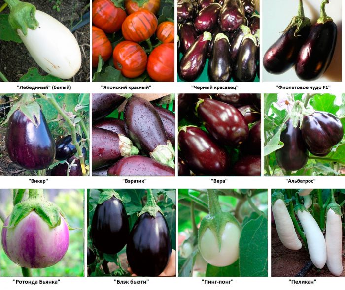 Types and varieties of eggplant with a photo