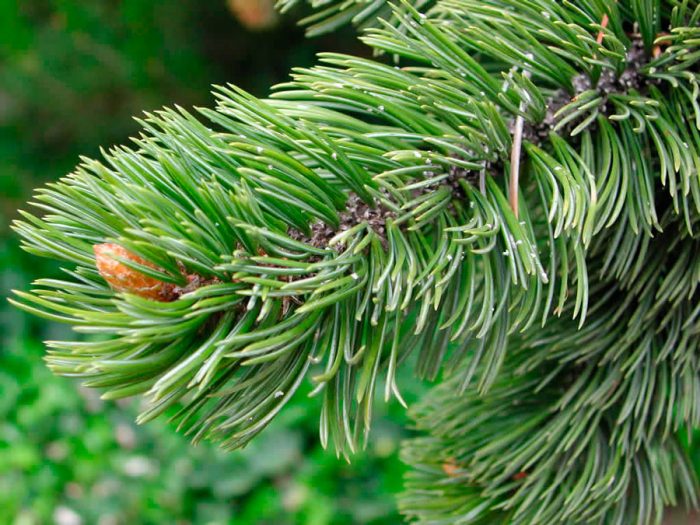 Pino bristlecone (Pinus aristata) o pino bristlecone