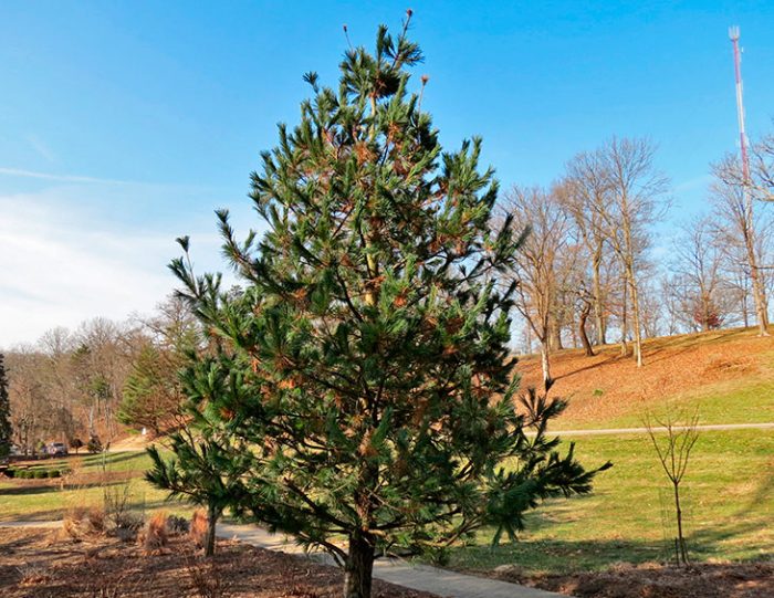 Pinho flexível (Pinus flexilis)
