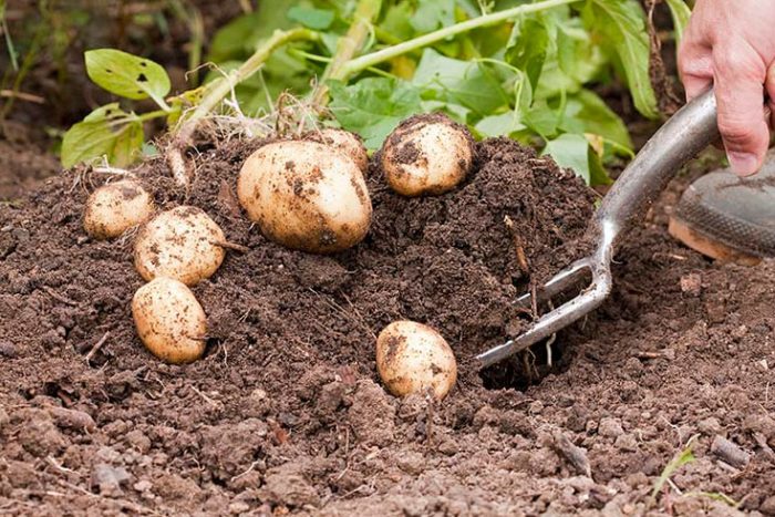 Pulizia e conservazione delle patate
