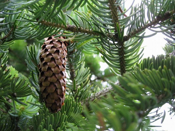 Ayan spruce (Picea ajanensis), o Hokkaid spruce