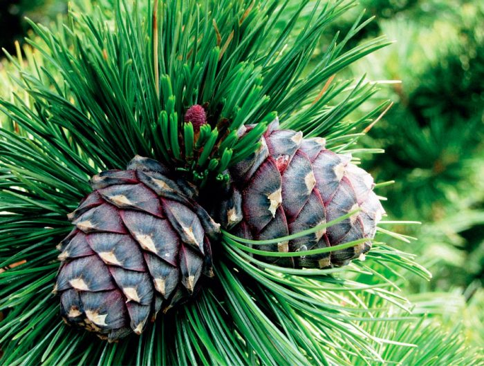Pinho europeu (Pinus cembra) ou cedro europeu