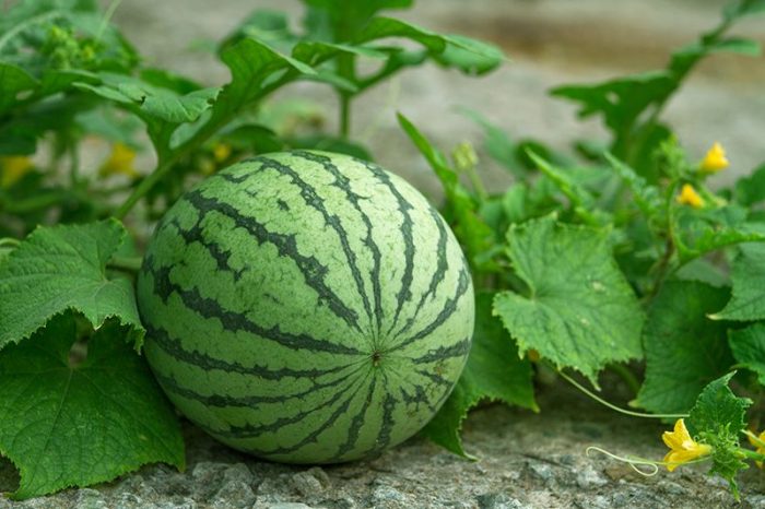 Wassermelonenverarbeitung