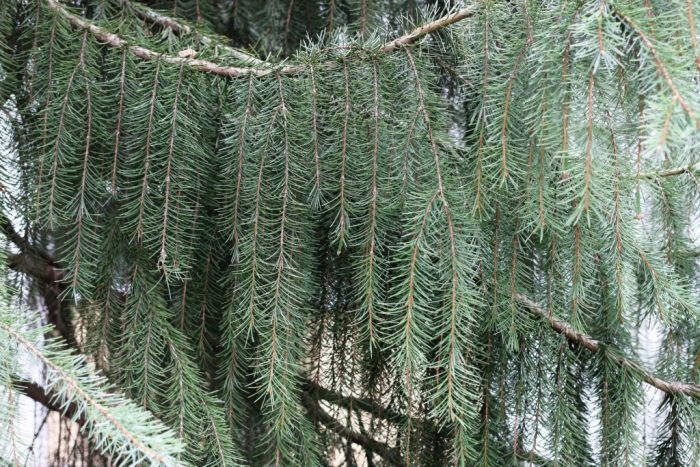 Brever Spruce (Picea breweriana)