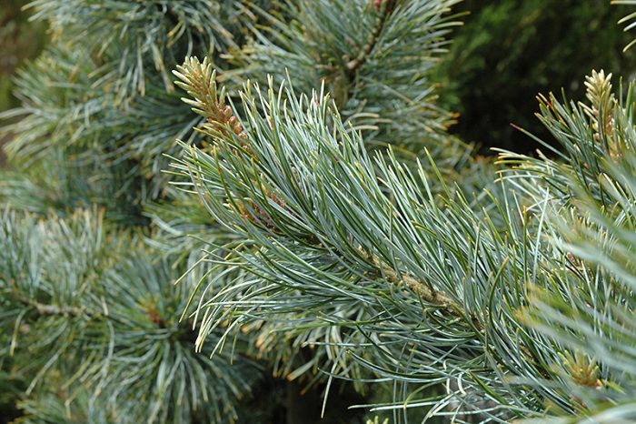 Koreaanse cederden (Pinus koraiensis), of Koreaanse ceder