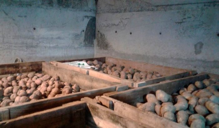 Limpeza e armazenamento de batatas