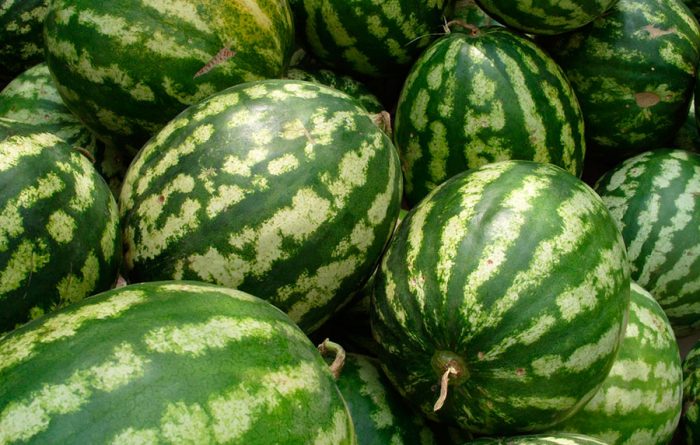 Indsamling og opbevaring af vandmeloner
