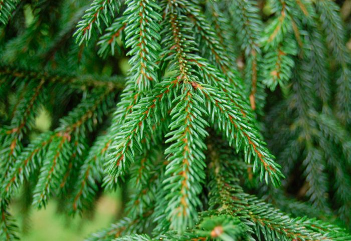 Ανατολίτικη ερυθρελάτη (Picea orientalis)