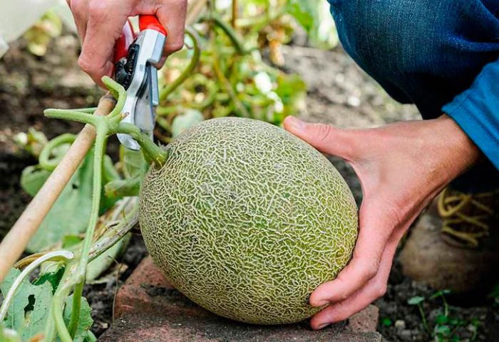 Recolección y almacenamiento de melones