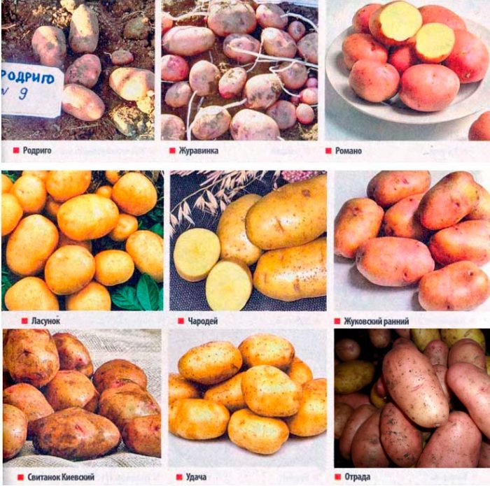 Tipos y variedades de patatas.