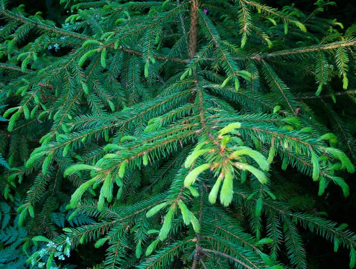 Koreansk gran (Picea koraiensis)