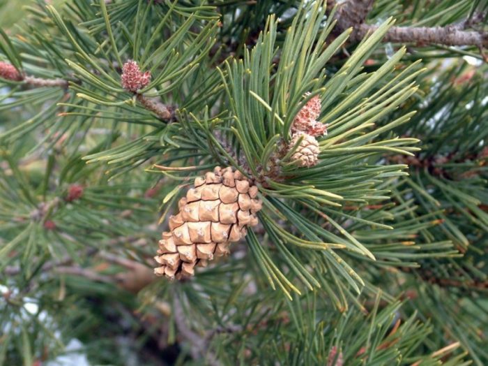 Scots furu (Pinus sylvestris)