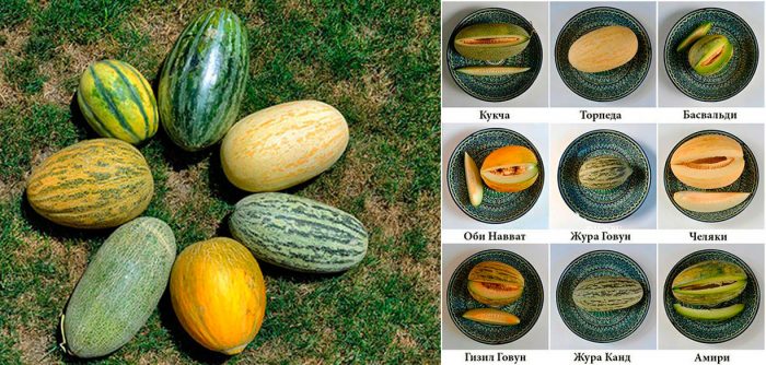 Arten und Sorten von Melonen