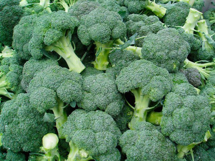 Types and varieties of broccoli