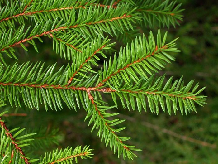 Fijnspar (Picea abies), of Europese spar