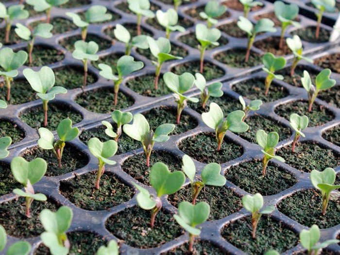 Cultivo de brócolis a partir de sementes