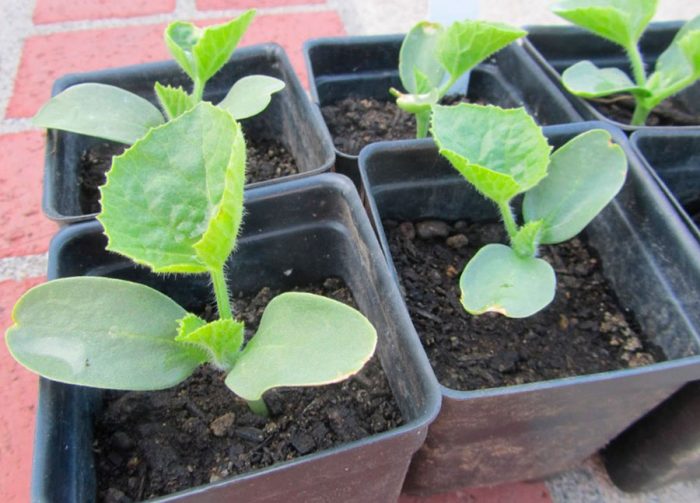 زراعة البطيخ في الخارج