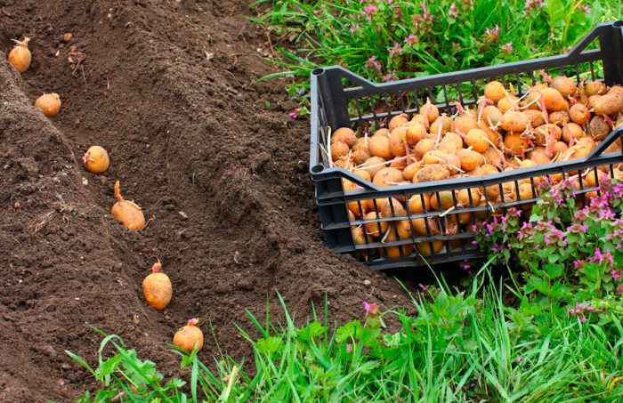 Aardappelen planten in de volle grond