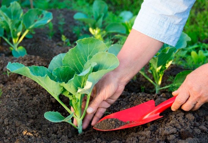 Plantar brócoli al aire libre