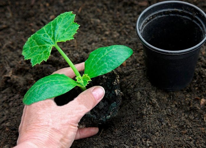 Å plante zucchini i åpen mark