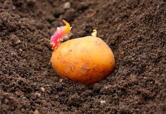 Quindi puoi piantare le patate