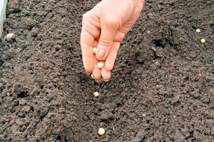 Plantar pèsols en terreny obert