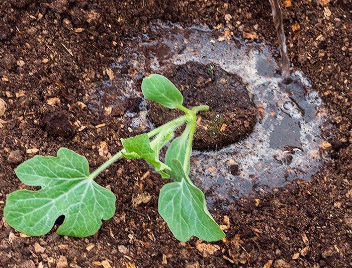 Plantar uma melancia em terreno aberto
