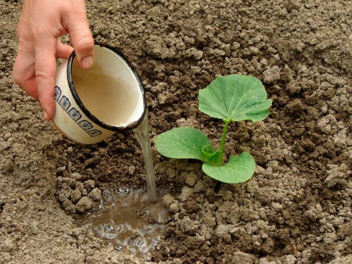 Rules for planting seedlings in open ground