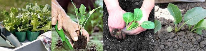 Planting rules in open soil