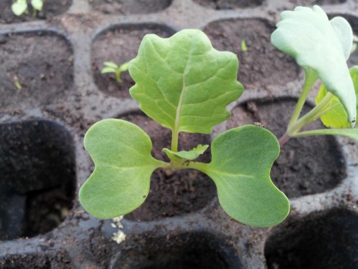 Rutabaga in crescita dai semi