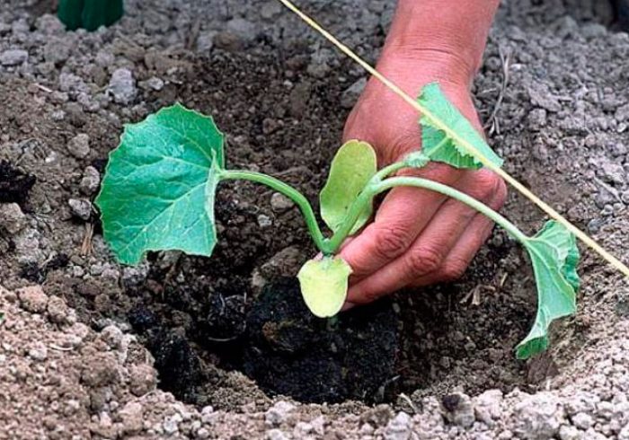 زراعة البطيخ في الخارج