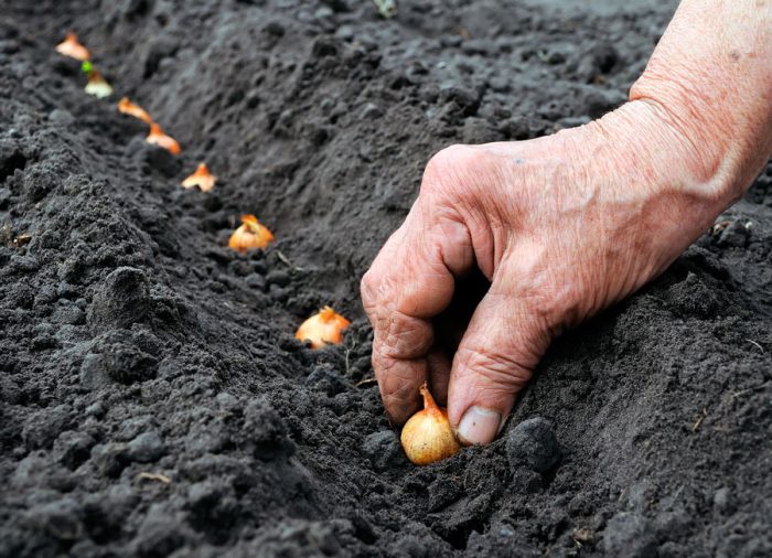 Plantando cebolas em terreno aberto