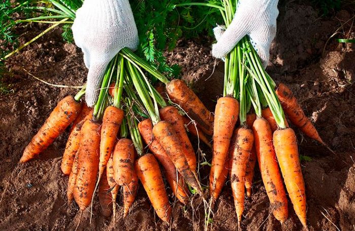 Limpieza y almacenamiento de zanahorias