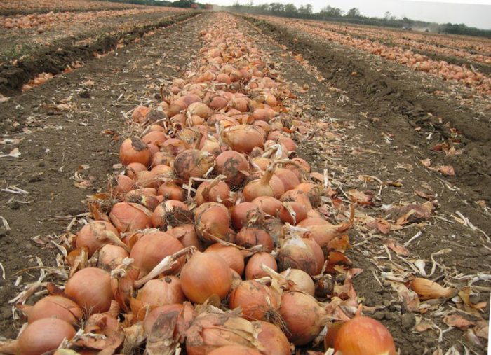 Harvesting and storing onions