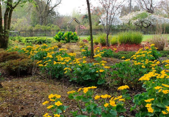 Merawat marigold di kebun