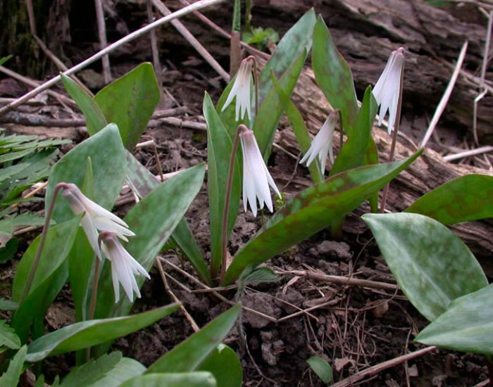 Erythronium bālgans (Erythronium albidum)