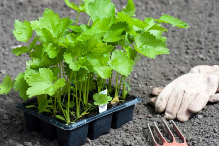 Planting parsnips outdoors