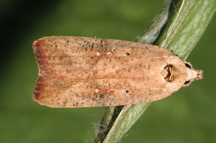 Caraway moth
