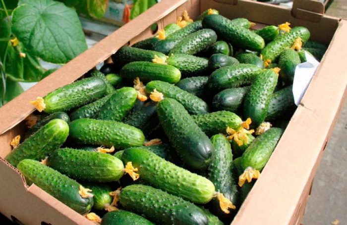 Verzameling en opslag van komkommers