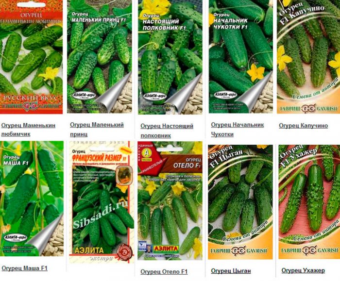 Soorten en variëteiten komkommers
